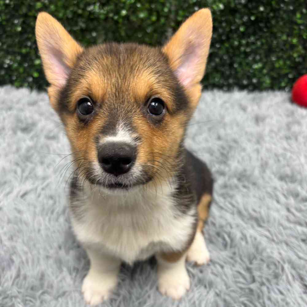 Male Pembroke Welsh Corgi puppy named Breeze for sale at Puppy Dreams - Wichita West.