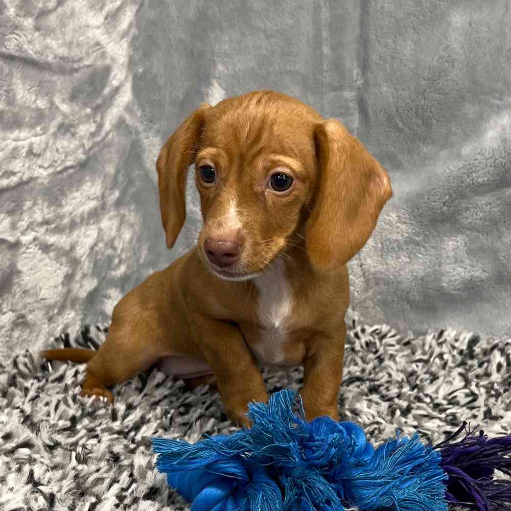 Female Dachshund puppy named Calypso for sale at Puppy Dreams - Junction City.