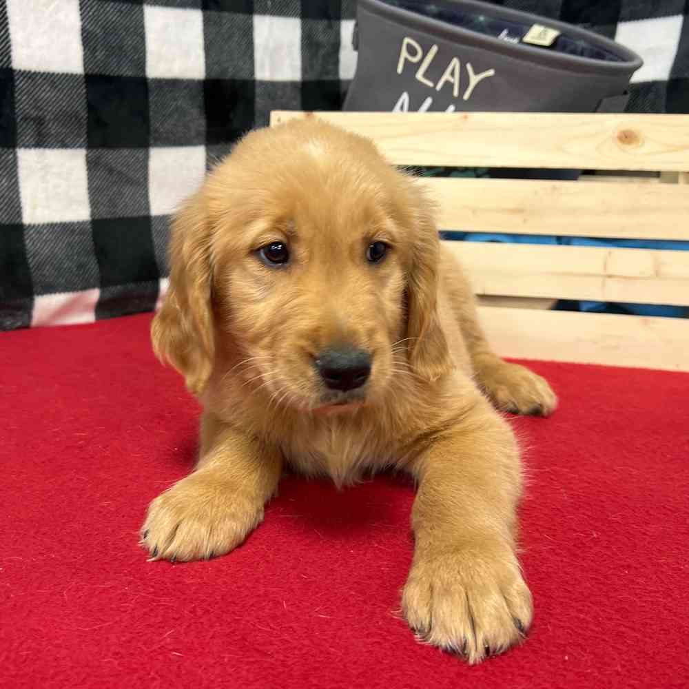 Male Golden Retriever puppy named Rusty for sale at Puppy Dreams - Junction City.