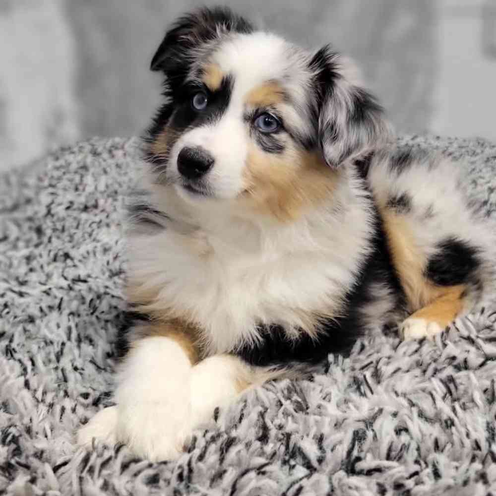 Female Mini Aussie puppy named Lilly for sale at Puppy Dreams - Junction City.
