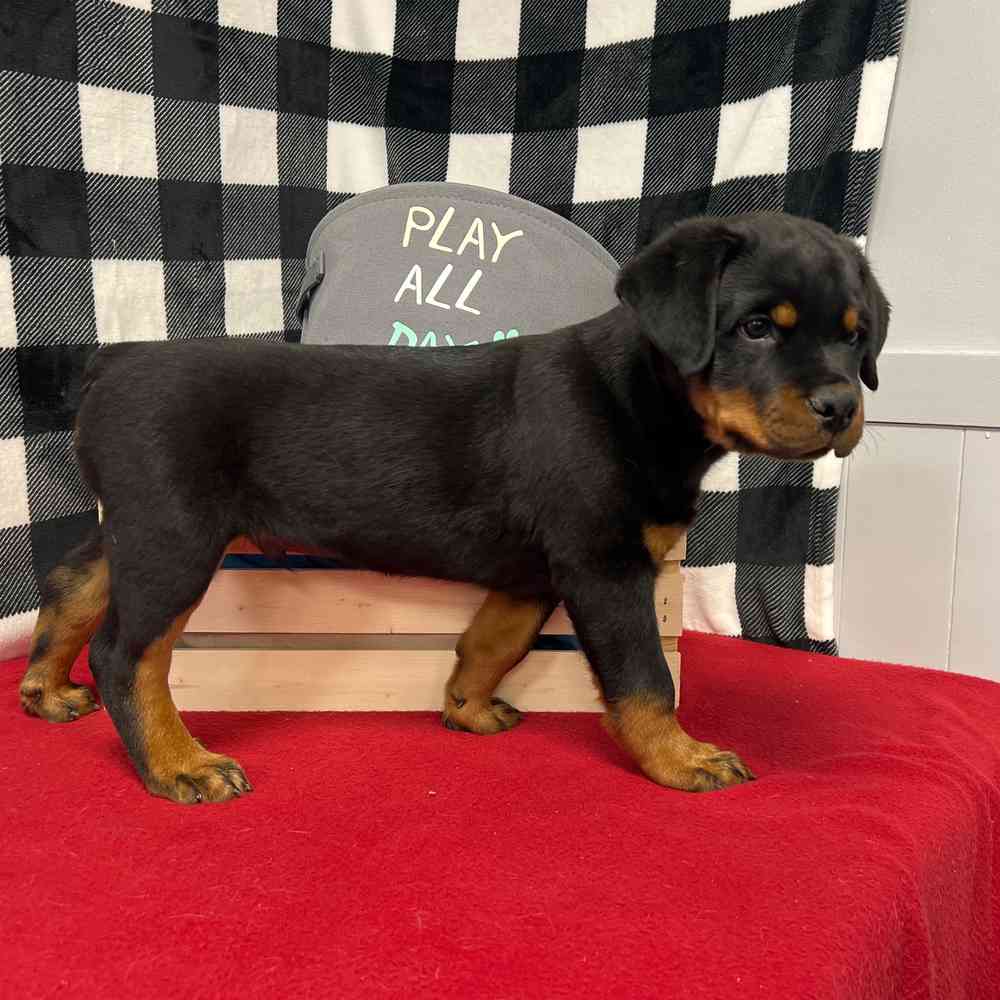 Male Rottweiler puppy named Hephaestus for sale at Puppy Dreams - Junction City.