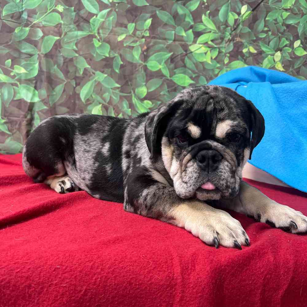 Male English Bulldog puppy named Waffles for sale at Puppy Dreams - Junction City.