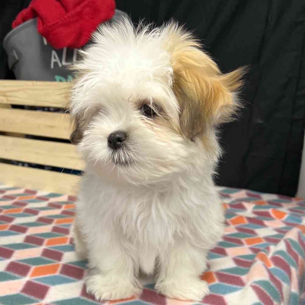 Female Lhasa Apso puppy named Scarlett for sale at Puppy Dreams - Junction City.