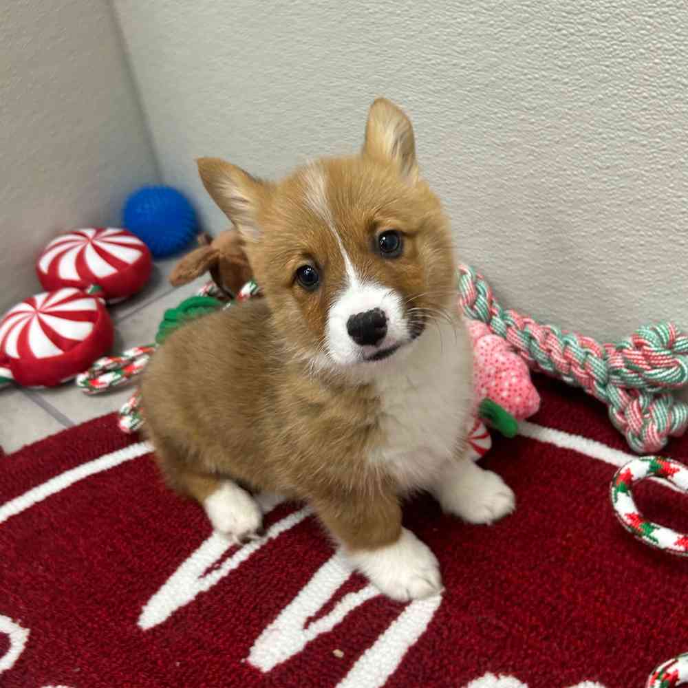 Male Pembroke Welsh Corgi puppy named Billy for sale at Puppy Dreams - Wichita West.