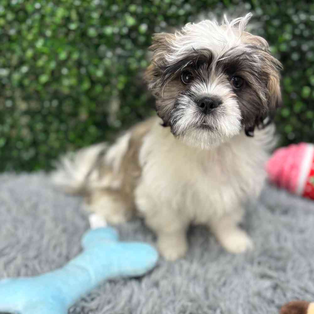 Female Shih Tzu puppy named Mamie for sale at Puppy Dreams - Wichita West.