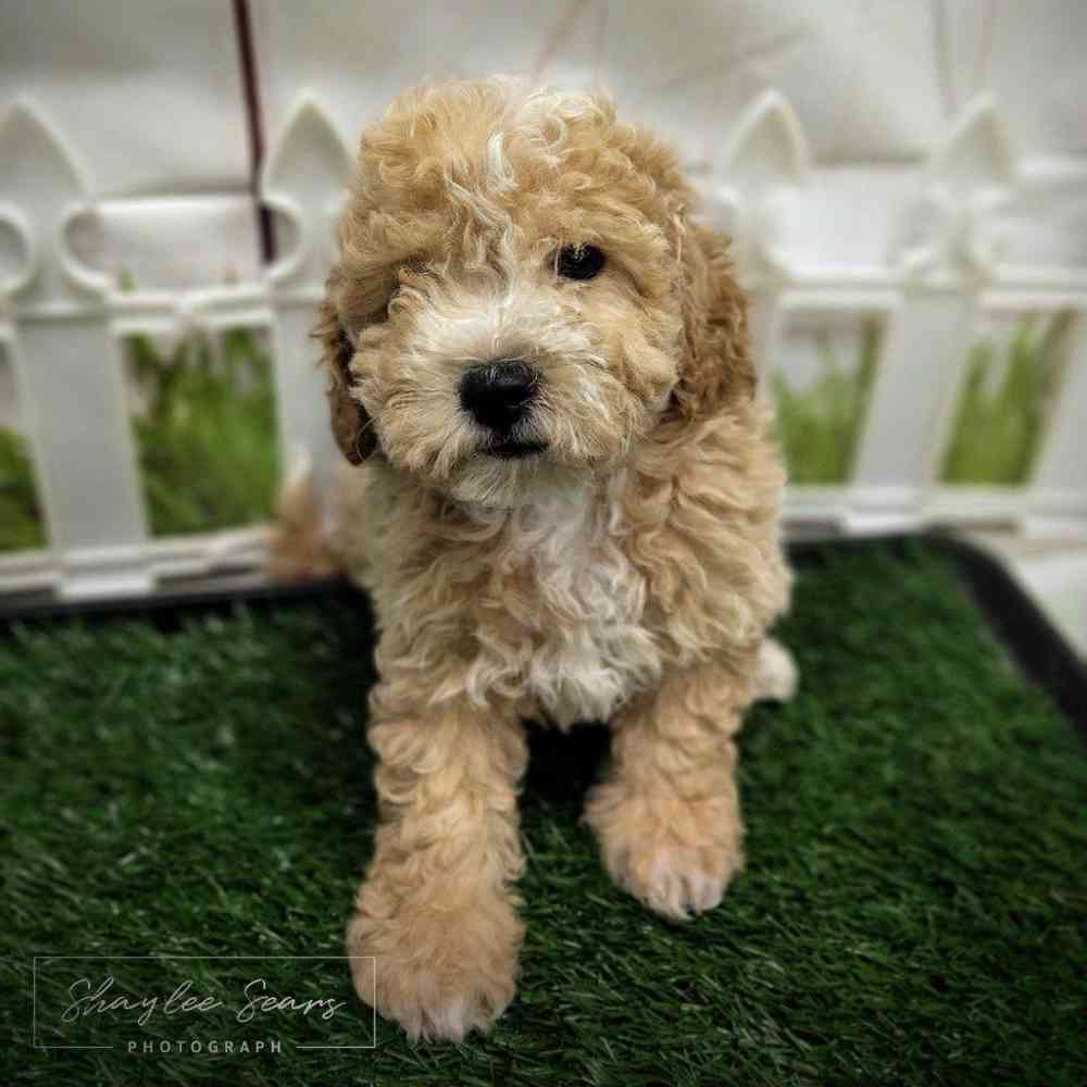 Male Bichon-Poodle puppy named Yoshi for sale at Puppy Dreams - Wichita West.