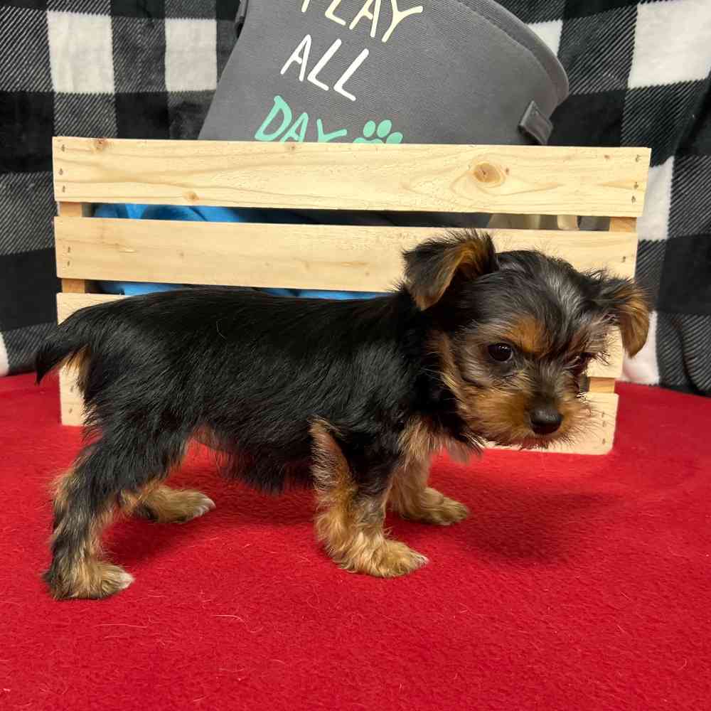 Female Yorkie puppy named Ivory for sale at Puppy Dreams - Junction City.