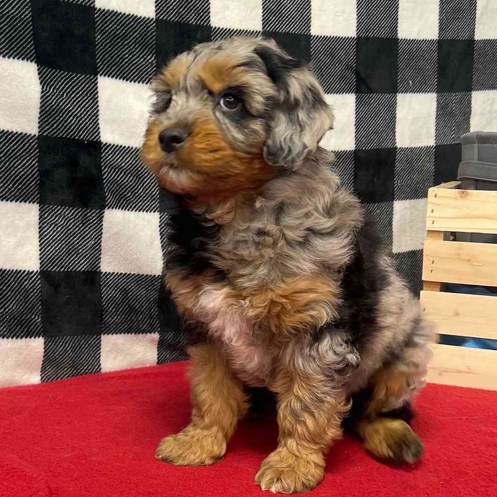 Male Mini Aussie Poo puppy named Bane for sale at Puppy Dreams - Junction City.