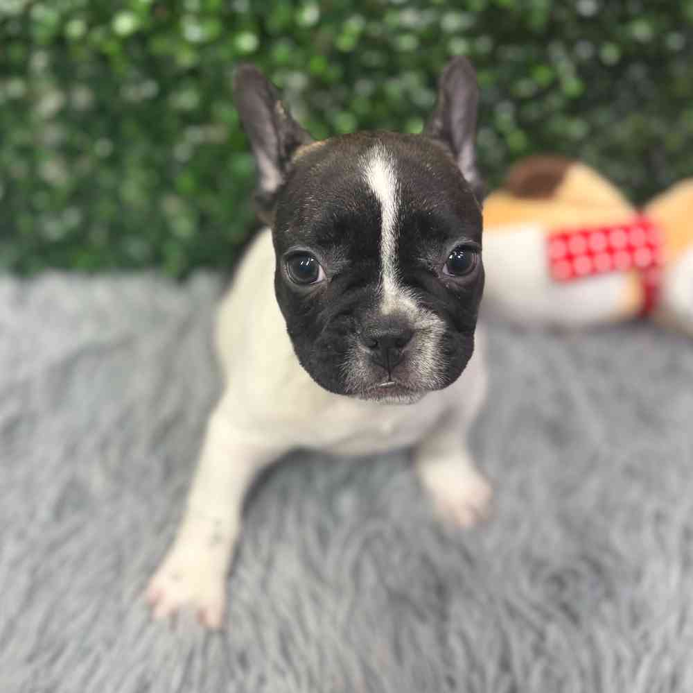 Male French Bulldog puppy named Elvis for sale at Puppy Dreams - Junction City.