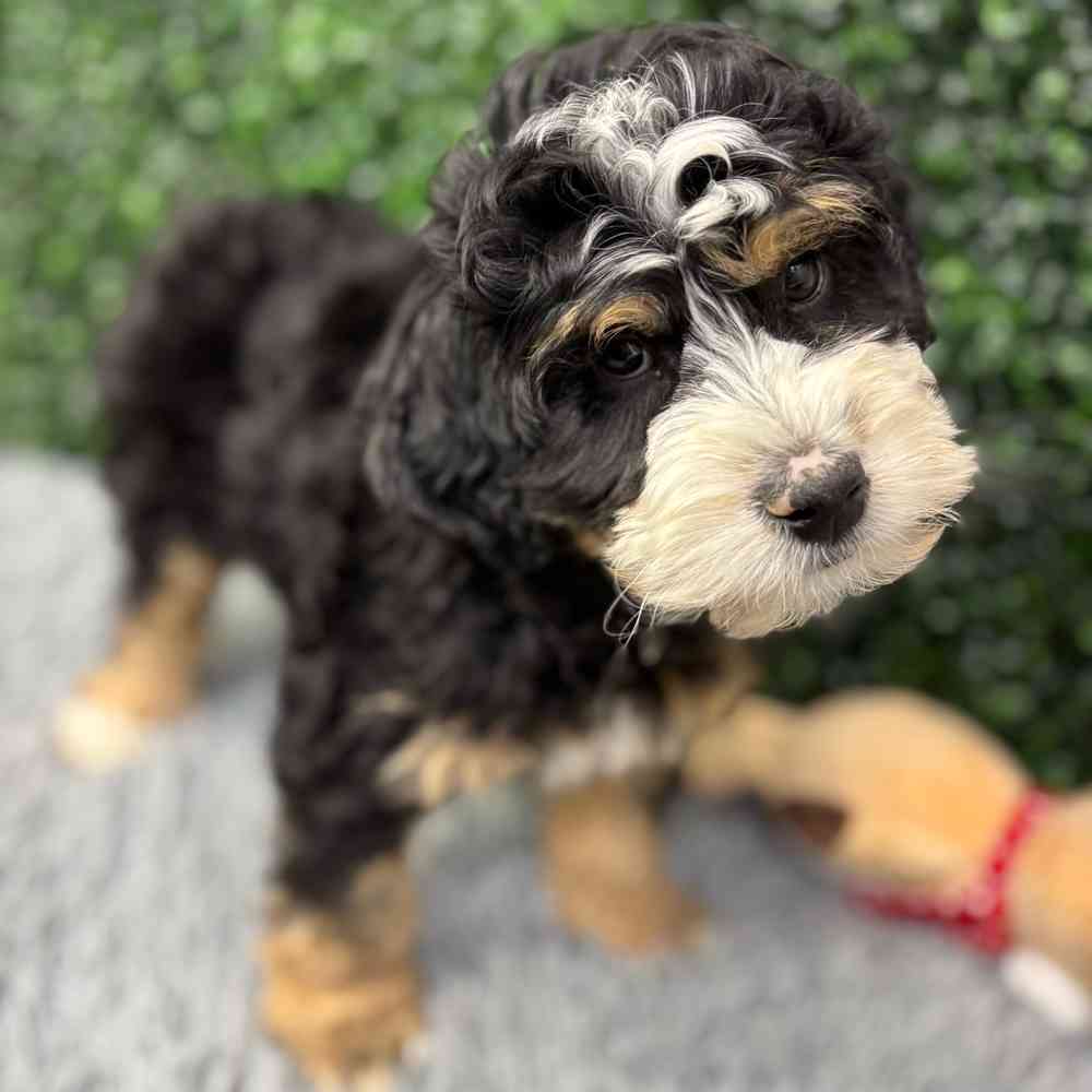 Male Bernadoodle puppy named Benny for sale at Puppy Dreams - Wichita West.