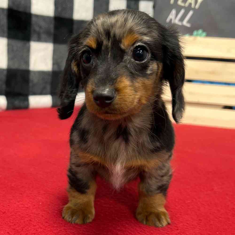 Female Dachshund puppy named Mabel for sale at Puppy Dreams - Junction City.