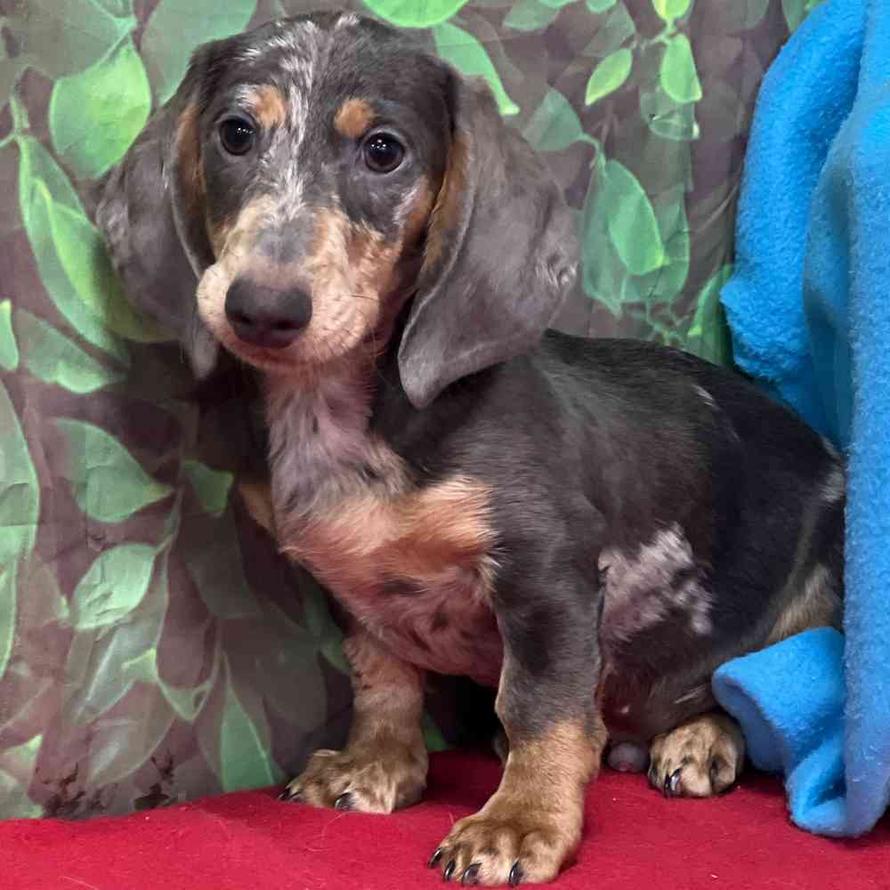 Male Dachshund puppy named Chief for sale at Puppy Dreams - Junction City.