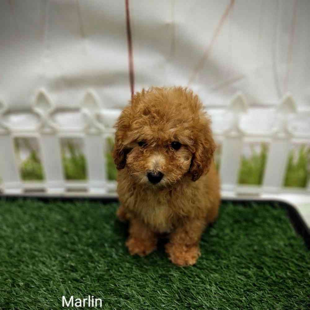 Male Bichon-Poodle puppy named Marlin for sale at Puppy Dreams - Wichita West.