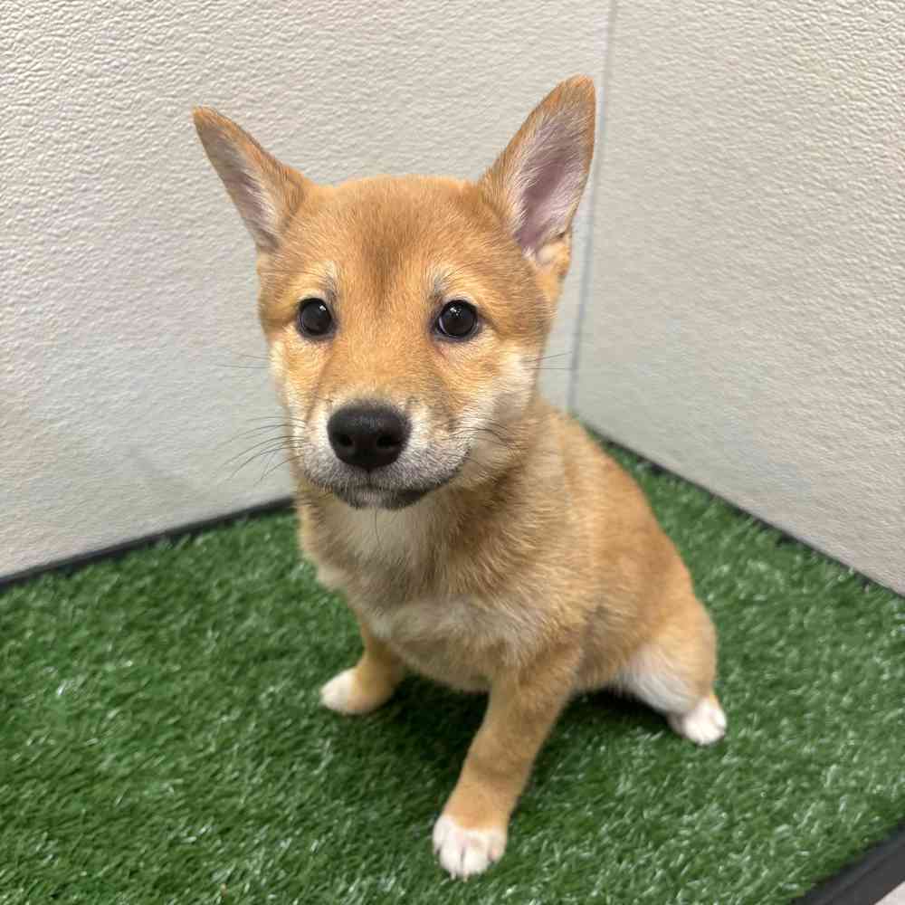 Female Shiba Inu puppy named Roxie for sale at Puppy Dreams - Wichita West.
