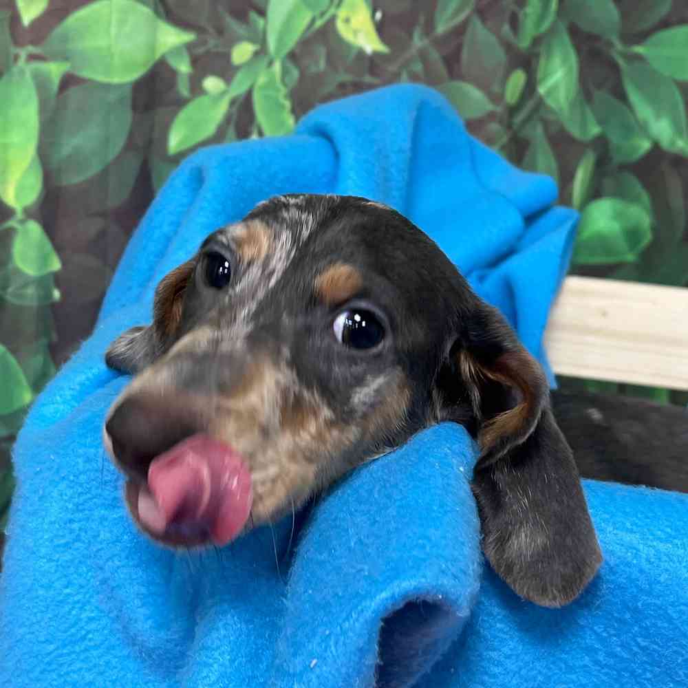 Male Dachshund puppy named Chief for sale at Puppy Dreams - Junction City.