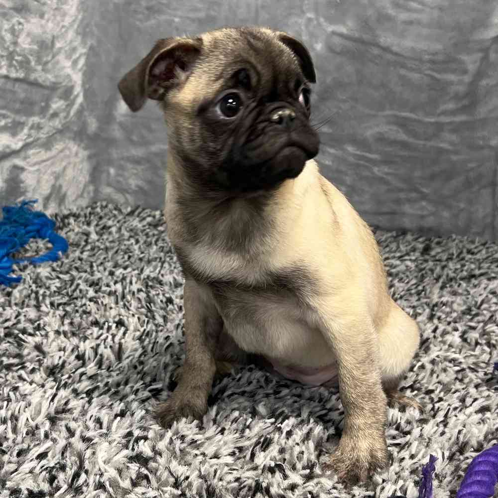 Female Pug puppy named Candy for sale at Puppy Dreams - Junction City.