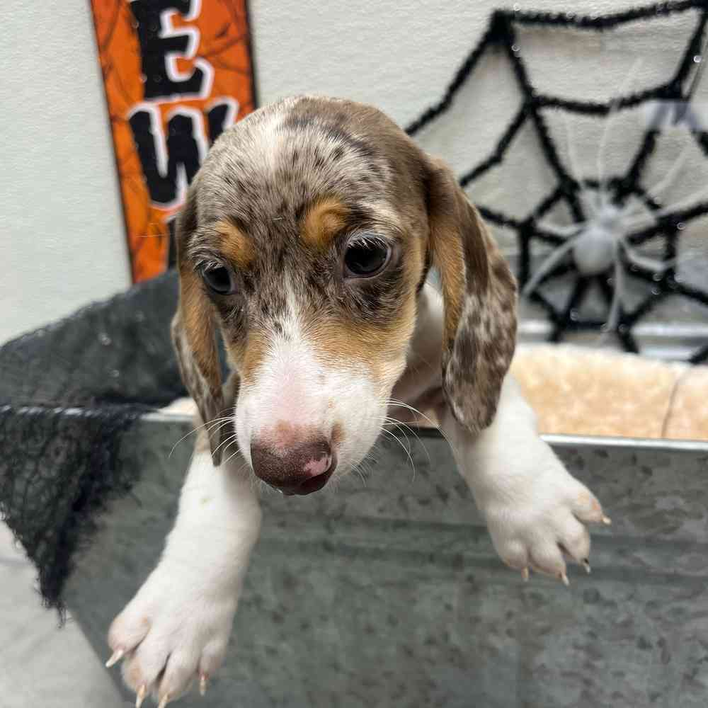 Male Dachshund puppy named Bones for sale at Puppy Dreams - Junction City.