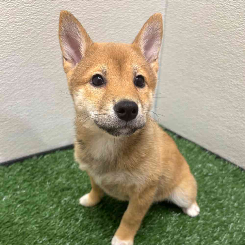 Female Shiba Inu puppy named Roxie for sale at Puppy Dreams - Wichita West.
