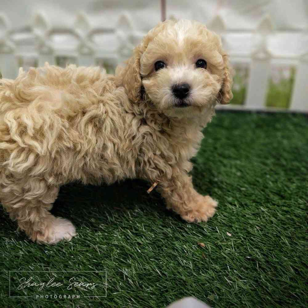Female Bichon-Poodle puppy named Lucina for sale at Puppy Dreams - Wichita West.