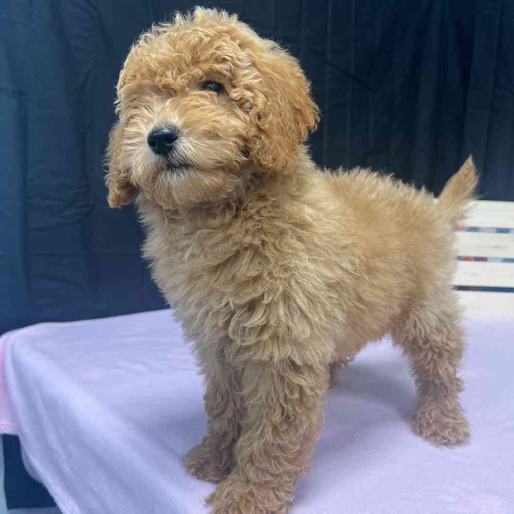 Female Mini Goldendoodle puppy named Keira for sale at Puppy Dreams - Junction City.
