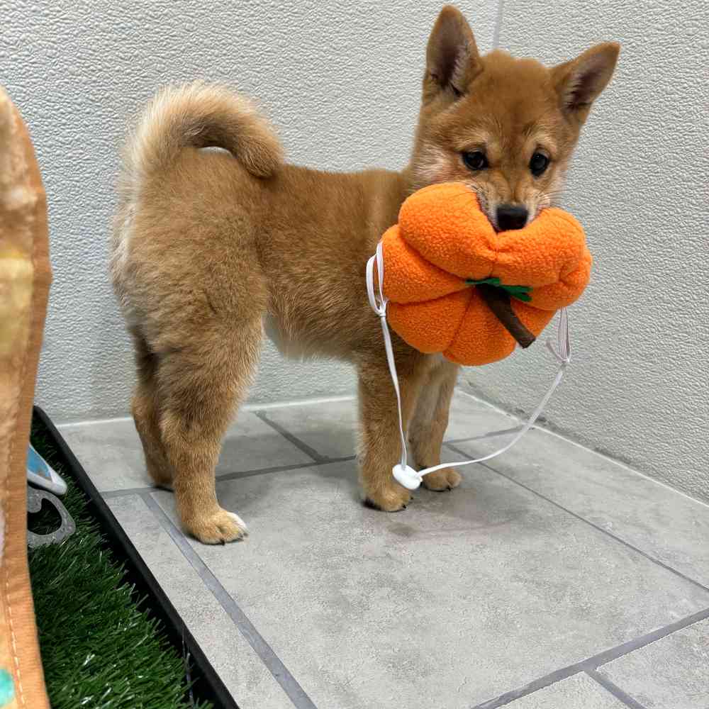 Female Shiba Inu puppy named Chloe for sale at Puppy Dreams - Wichita West.