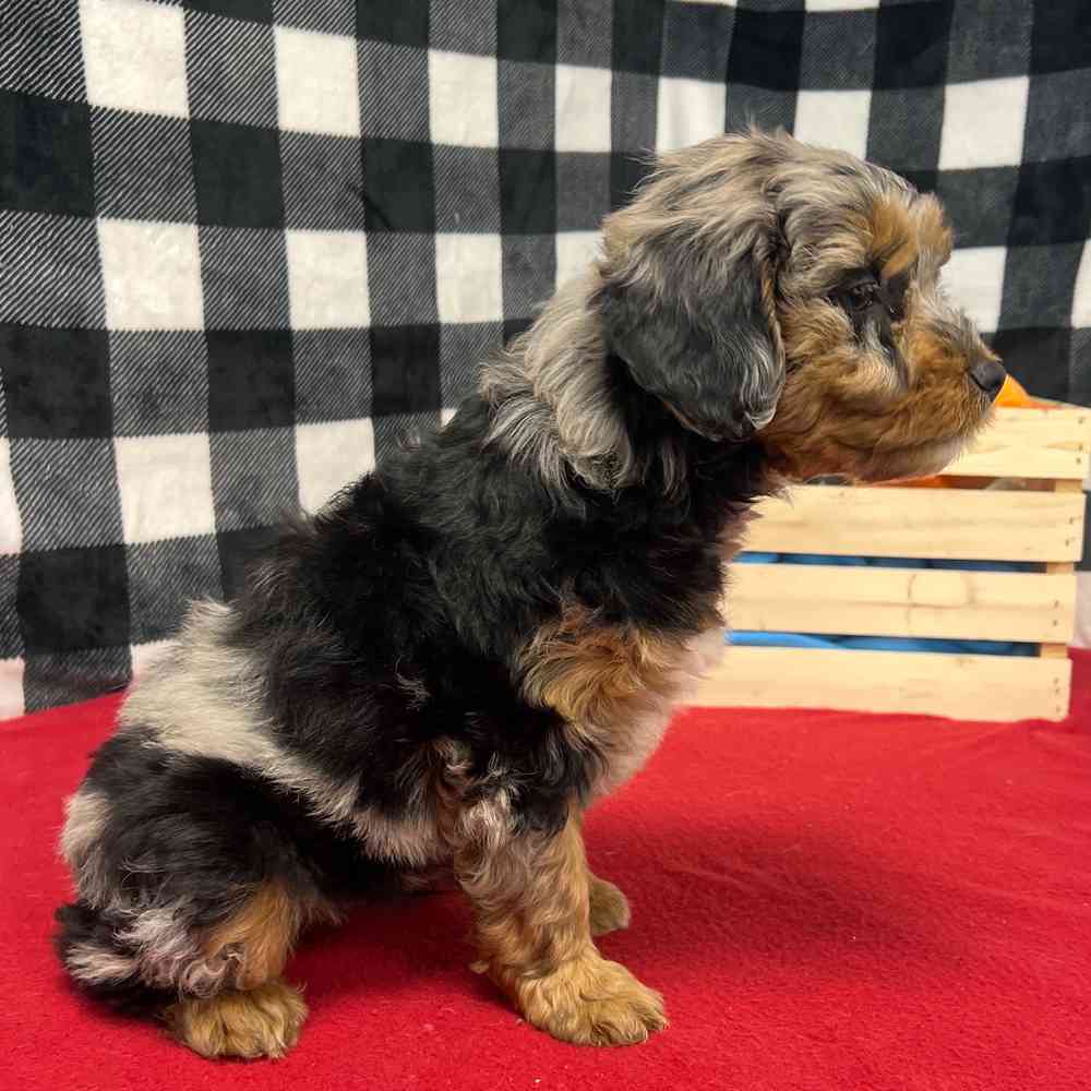 Male Mini Aussie Poo puppy named Bane for sale at Puppy Dreams - Junction City.