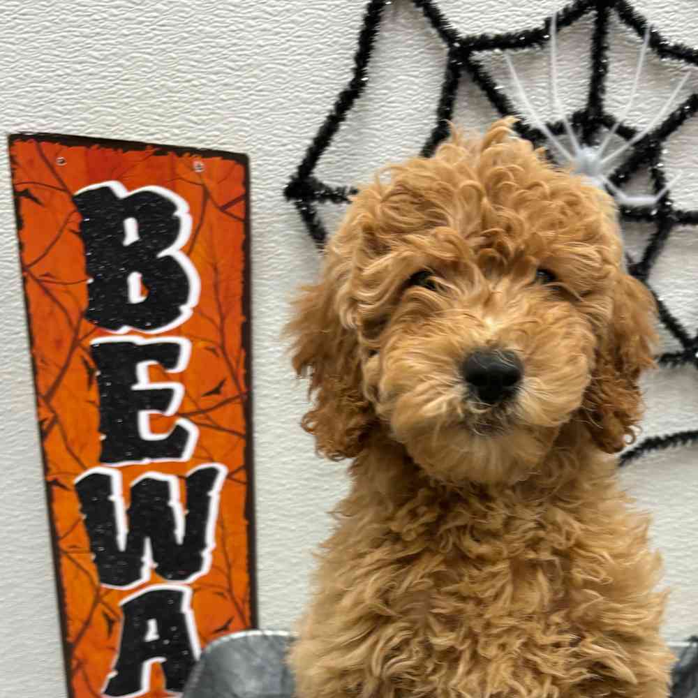 Female Mini Goldendoodle puppy named Keira for sale at Puppy Dreams - Junction City.