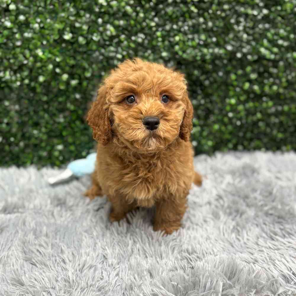 Male Mini Goldendoodle puppy named Gus for sale at Puppy Dreams - Wichita West.