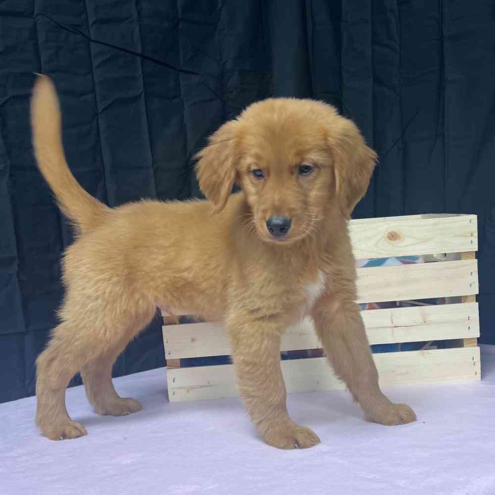 Male Golden Retriever puppy named Buddy for sale at Puppy Dreams - Junction City.