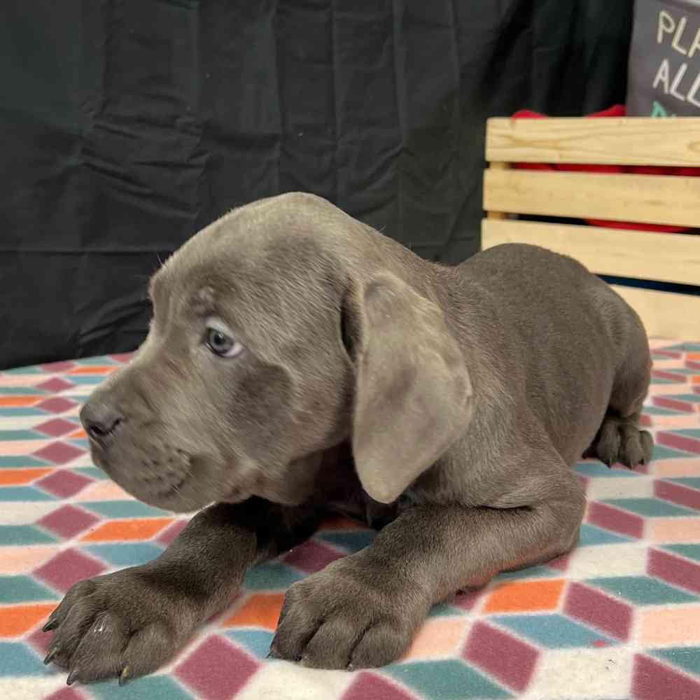 Male Cane Corso puppy named Enzo for sale at Puppy Dreams - Junction City.