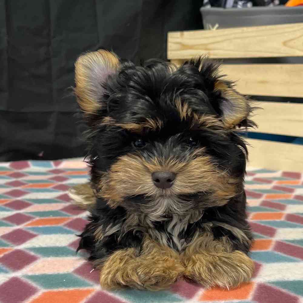 Male Yorkie puppy named Seth for sale at Puppy Dreams - Junction City.