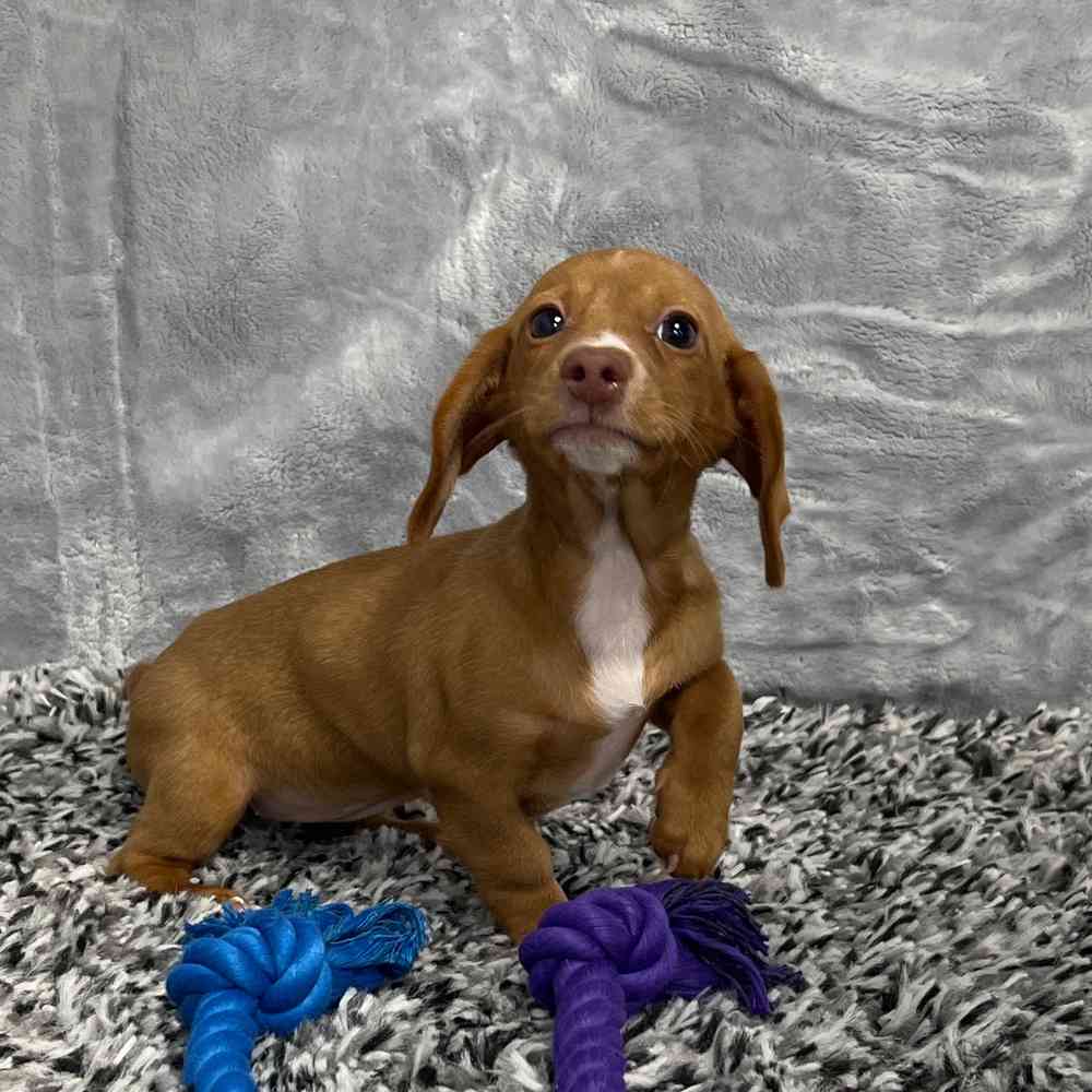 Female Dachshund puppy named Calypso for sale at Puppy Dreams - Junction City.
