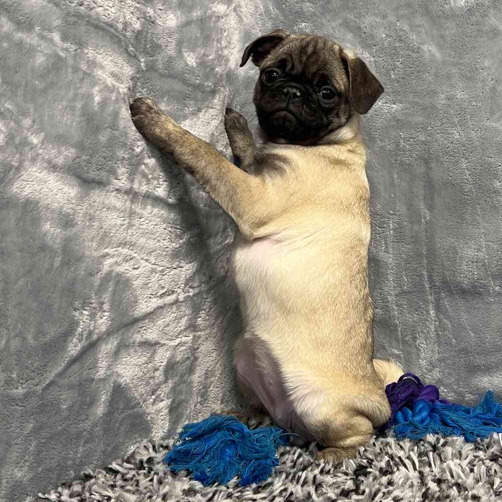 Female Pug puppy named Candy for sale at Puppy Dreams - Junction City.