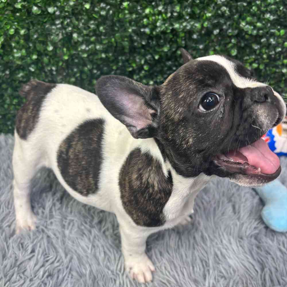 Male French Bulldog puppy named Bruno for sale at Puppy Dreams - Wichita West.