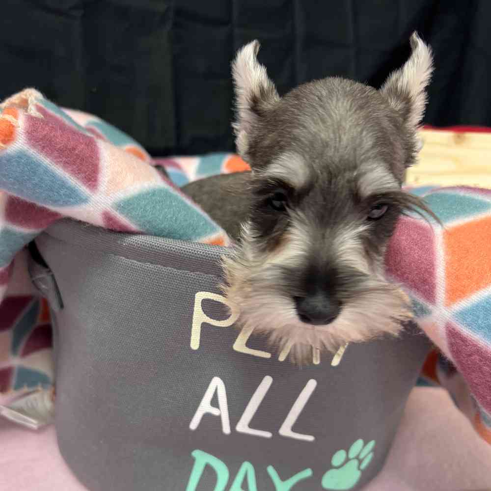 Male Mini Schnauzer puppy named Castiel for sale at Puppy Dreams - Junction City.