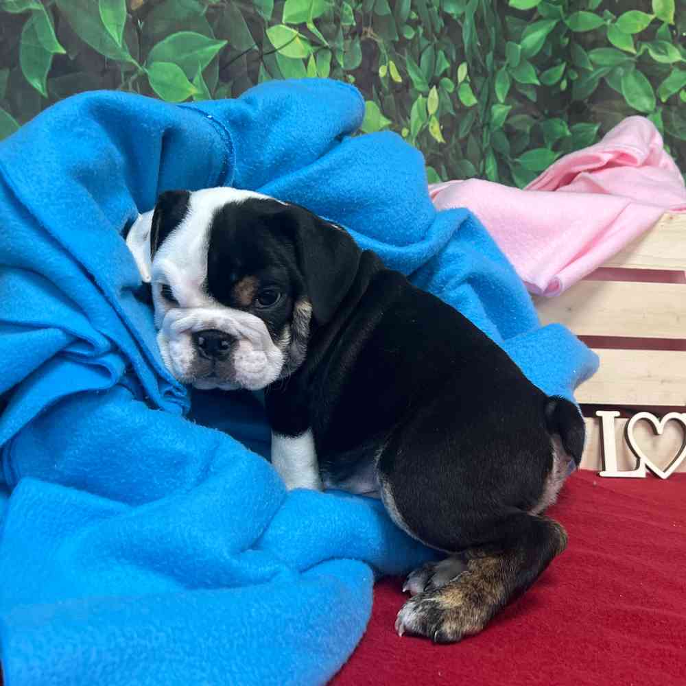 Male English Bulldog puppy named Archie for sale at Puppy Dreams - Junction City.