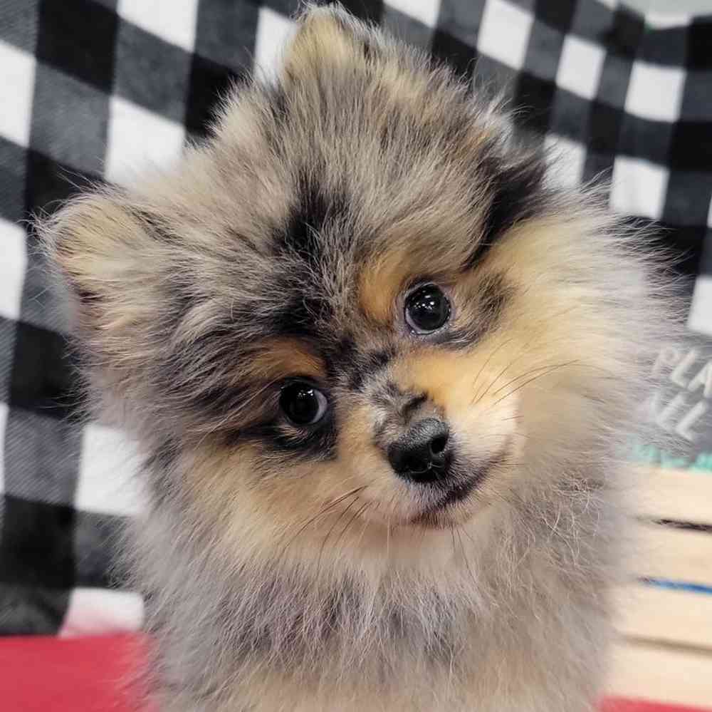 Male Pomeranian puppy named Vincent for sale at Puppy Dreams - Junction City.