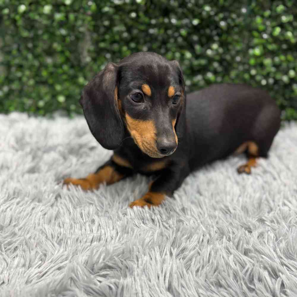 Male Dachshund puppy named Josh for sale at Puppy Dreams - Wichita West.