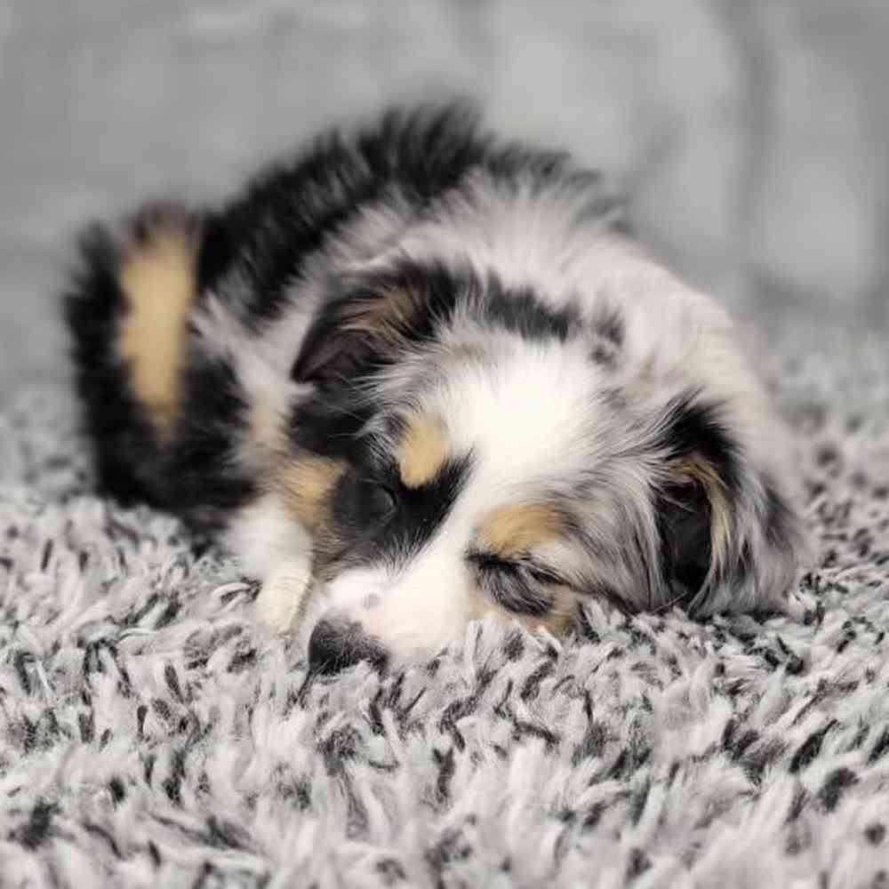 Female Mini Aussie puppy named Lilly for sale at Puppy Dreams - Junction City.