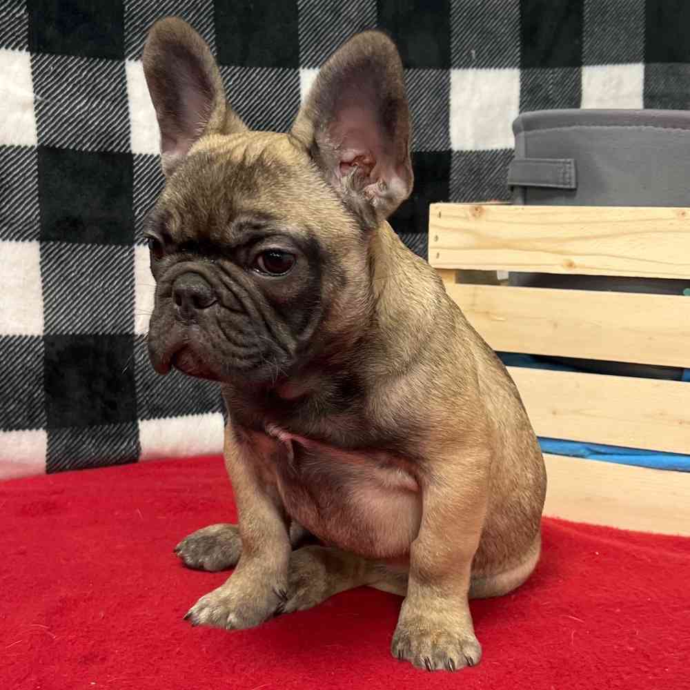 Male French Bulldog puppy named Drew for sale at Puppy Dreams - Junction City.