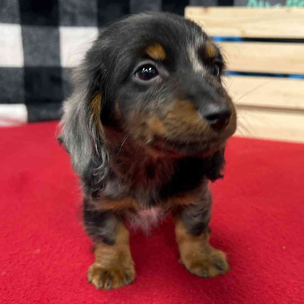 Male Dachshund puppy named Alistar for sale at Puppy Dreams - Junction City.