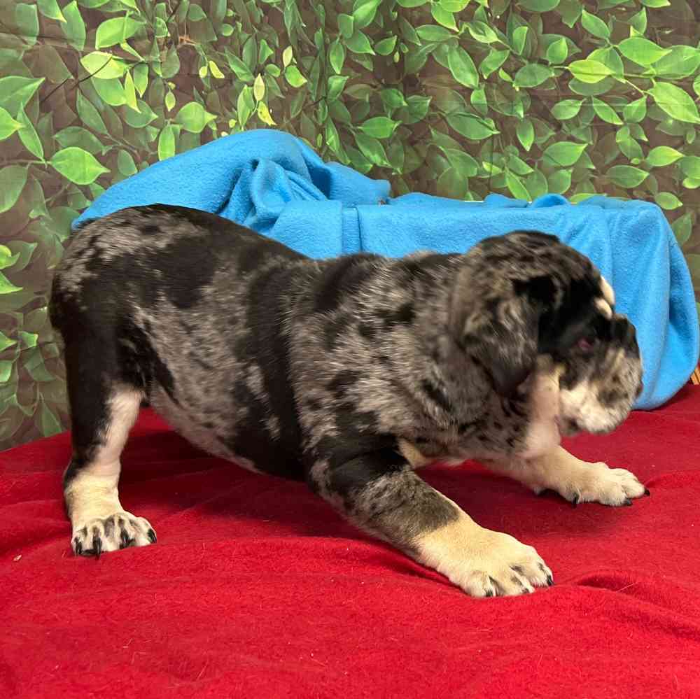 Male English Bulldog puppy named Waffles for sale at Puppy Dreams - Junction City.