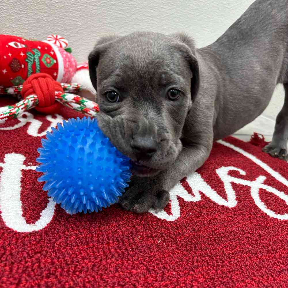 Female Cane Corso puppy named Nova for sale at Puppy Dreams - Wichita West.