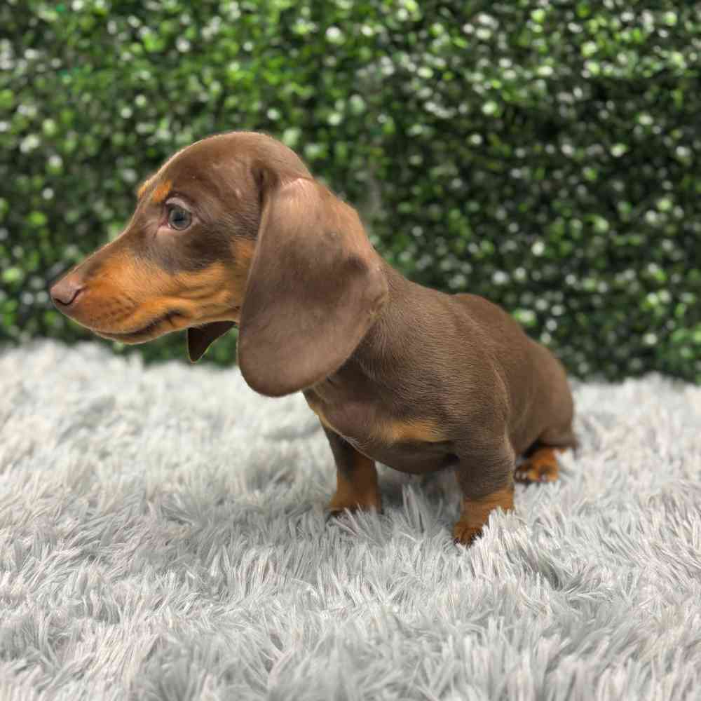 Male Dachshund puppy named Derek for sale at Puppy Dreams - Wichita West.