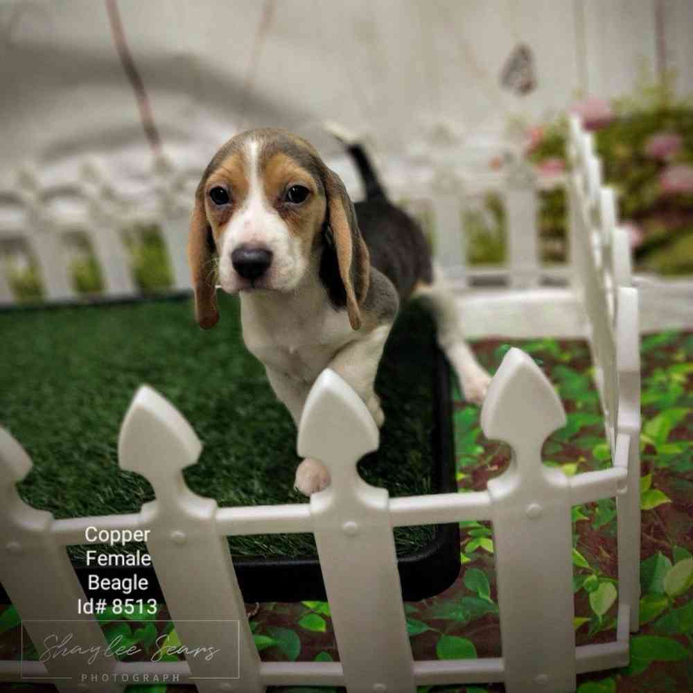 Female Beagle puppy named Copper for sale at Puppy Dreams - Junction City.