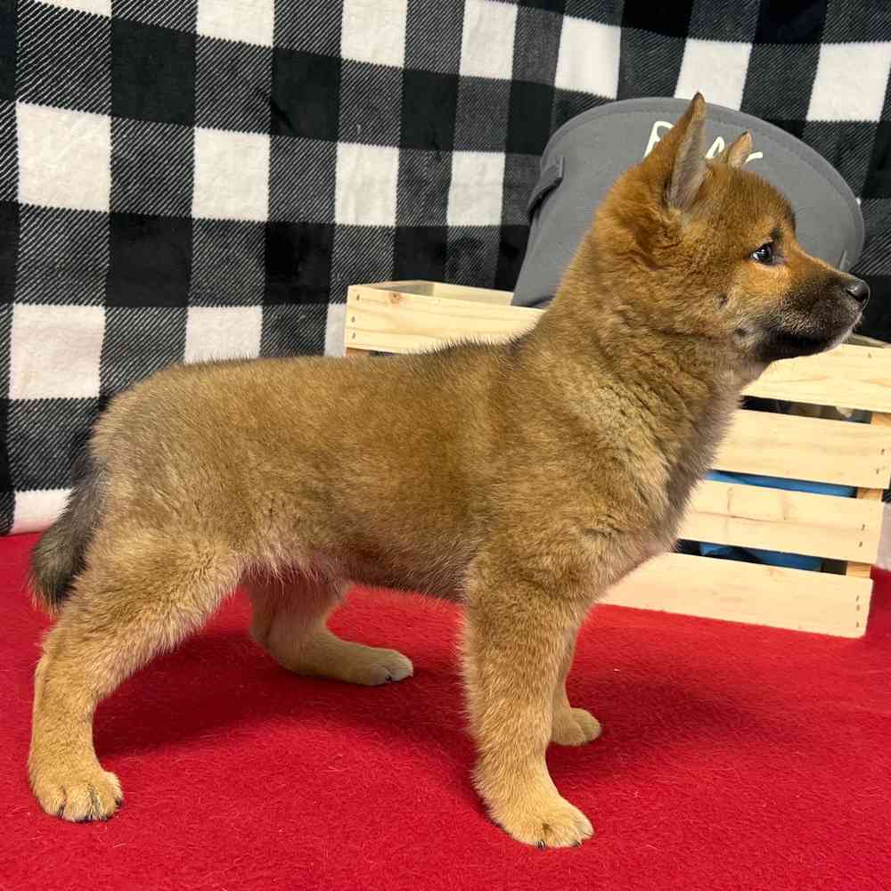 Male Shiba Inu puppy named Kenji for sale at Puppy Dreams - Junction City.