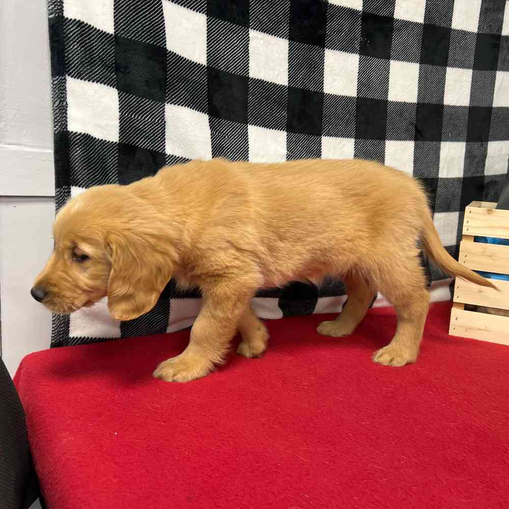 Male Golden Retriever puppy named Rusty for sale at Puppy Dreams - Junction City.