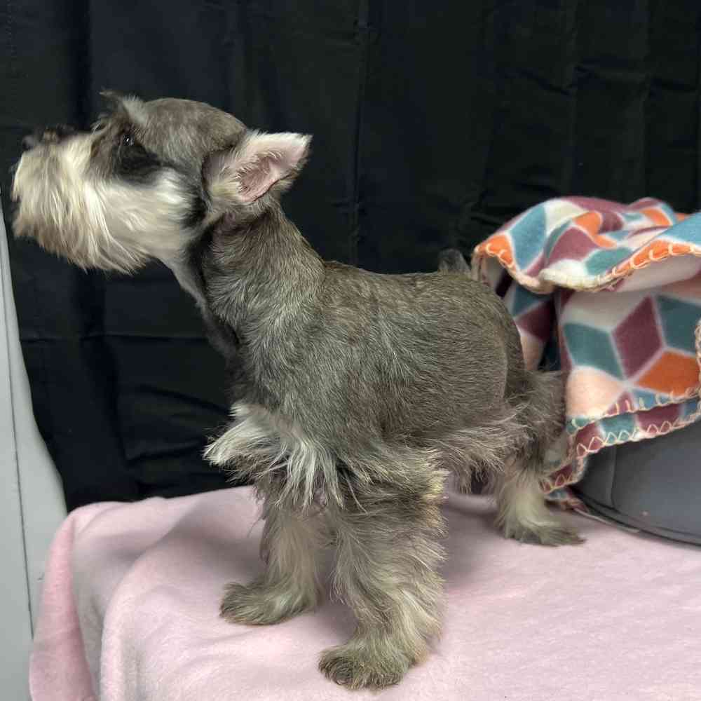 Male Mini Schnauzer puppy named Castiel for sale at Puppy Dreams - Junction City.