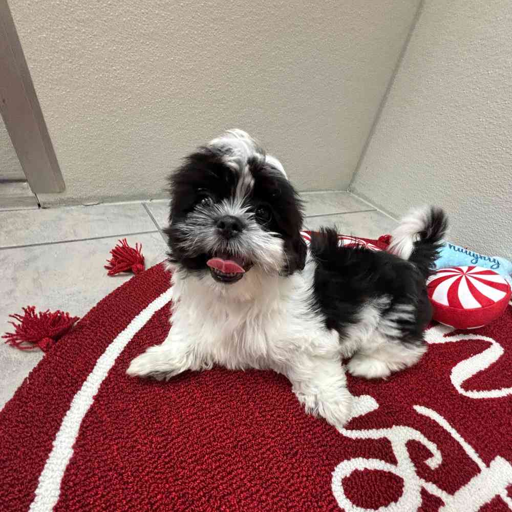 Female Shih Tzu puppy named Annie for sale at Puppy Dreams - Wichita West.