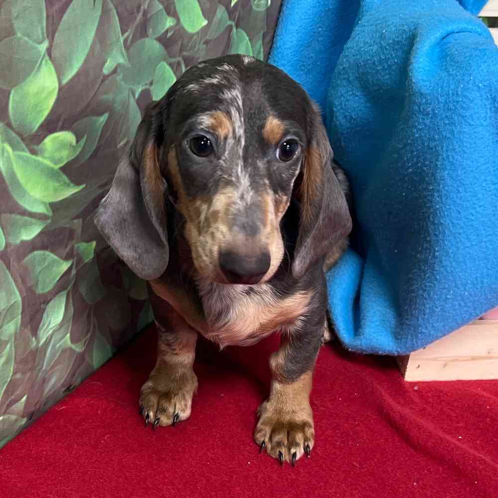 Male Dachshund puppy named Chief for sale at Puppy Dreams - Junction City.